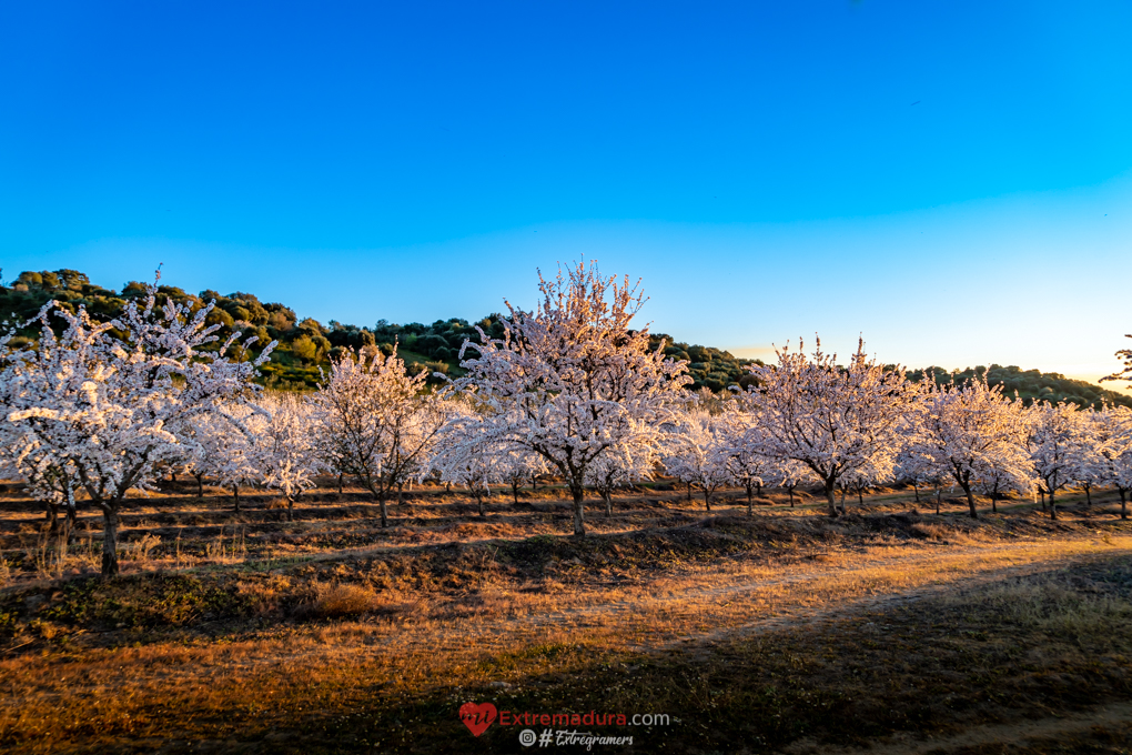 almendrosenflor