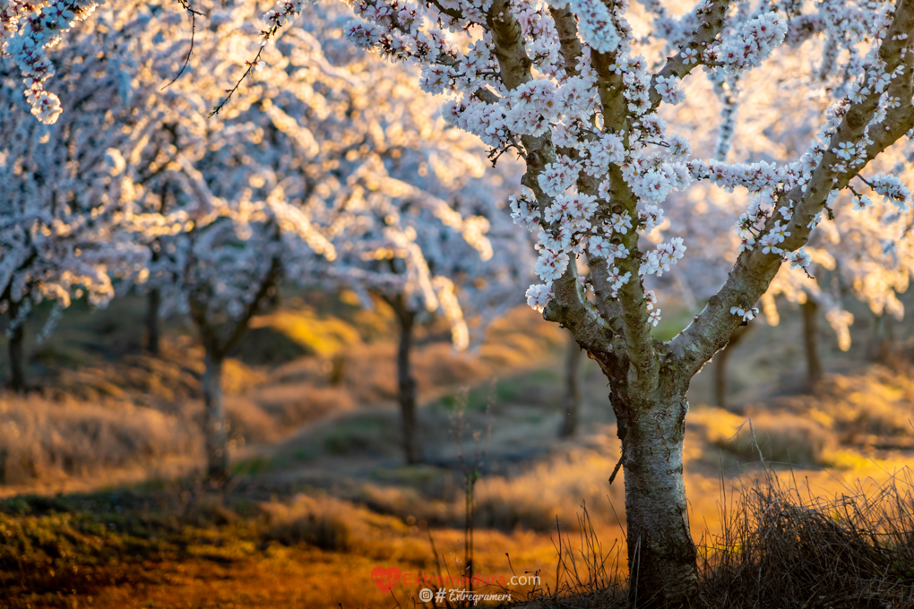 almendrosenflor