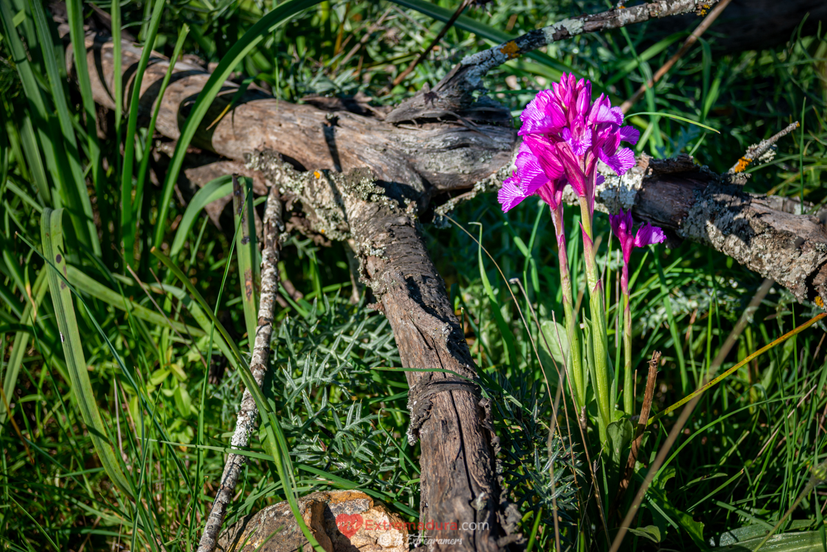 orquideas en alange