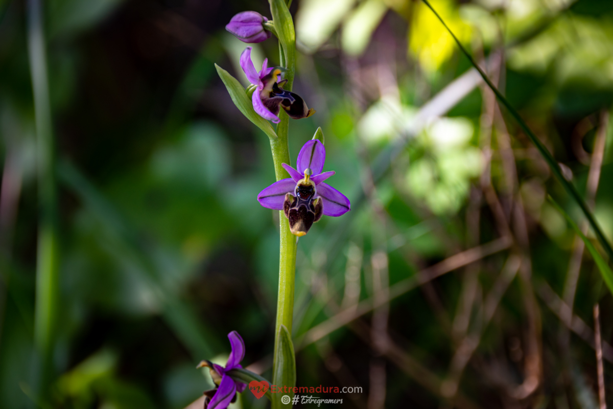 orquideas en alange