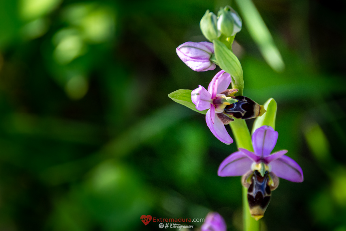 orquideas en alange