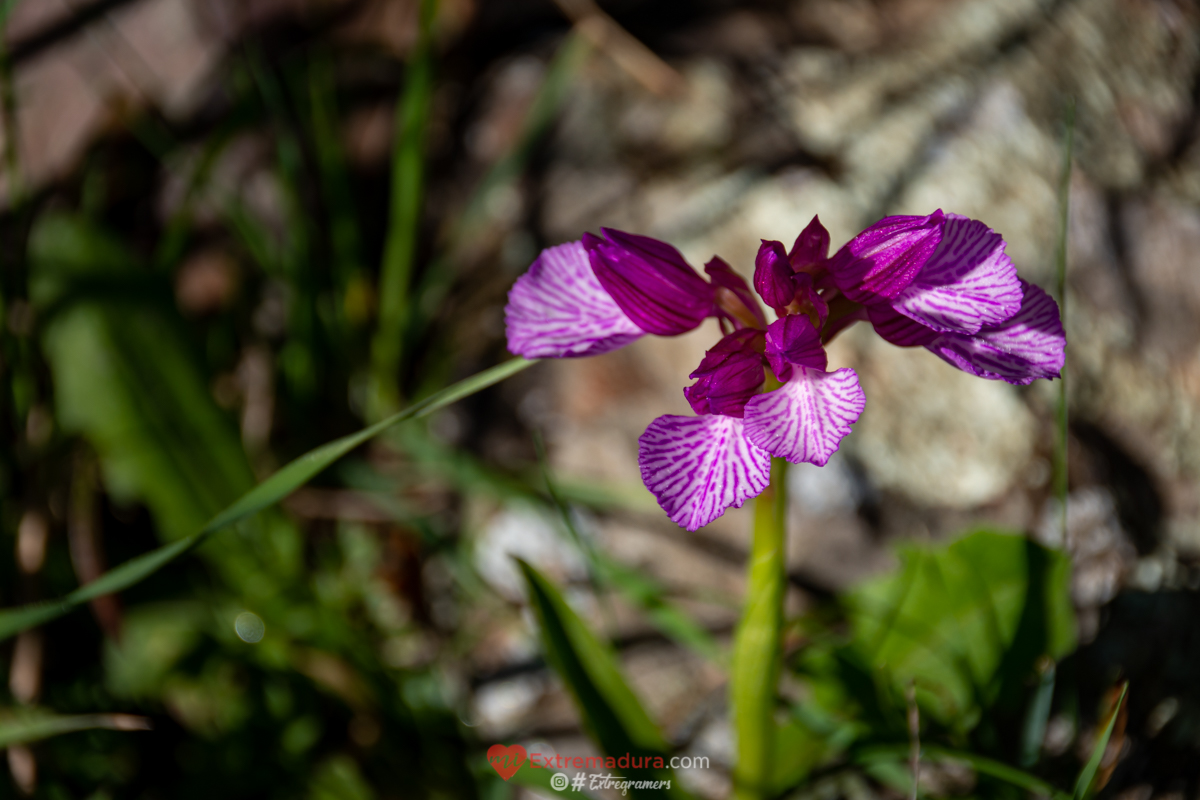 orquideas en alange