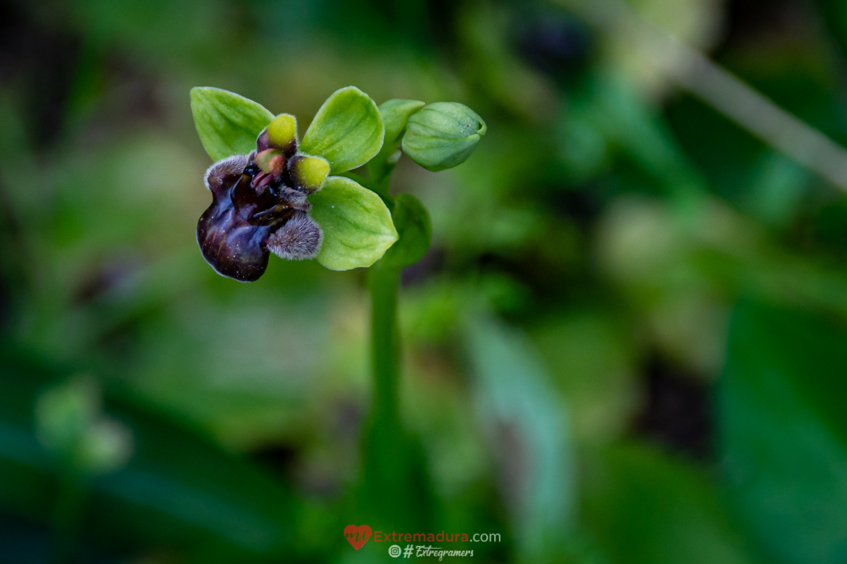 orquideas en alange