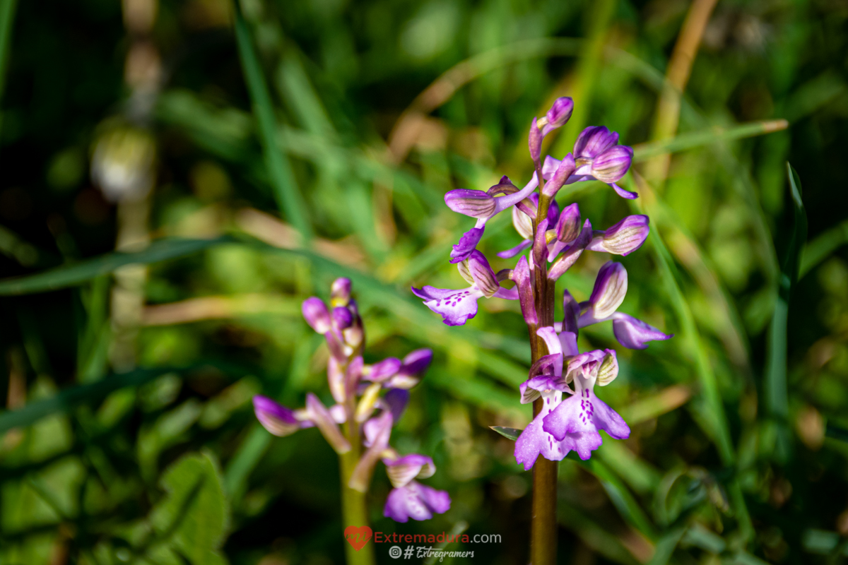 orquideas en alange