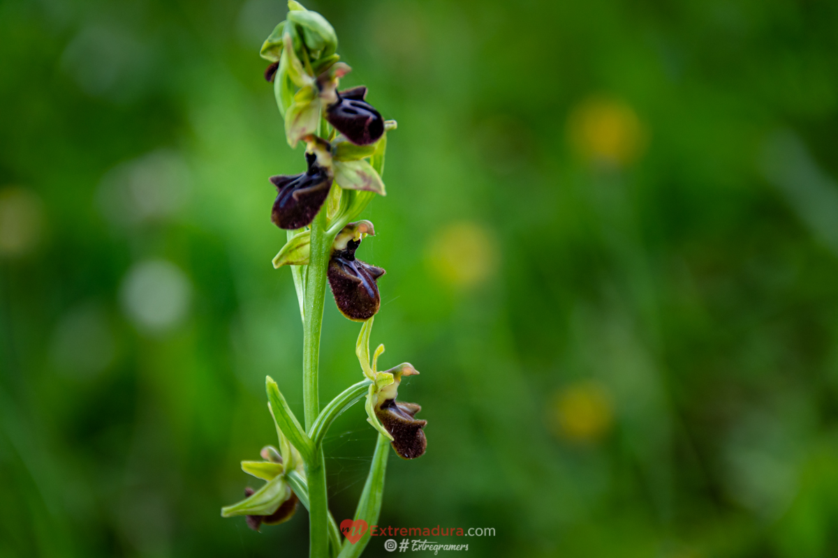 orquideas en alange