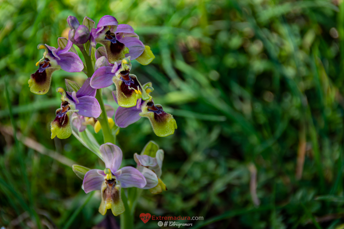 orquideas en alange