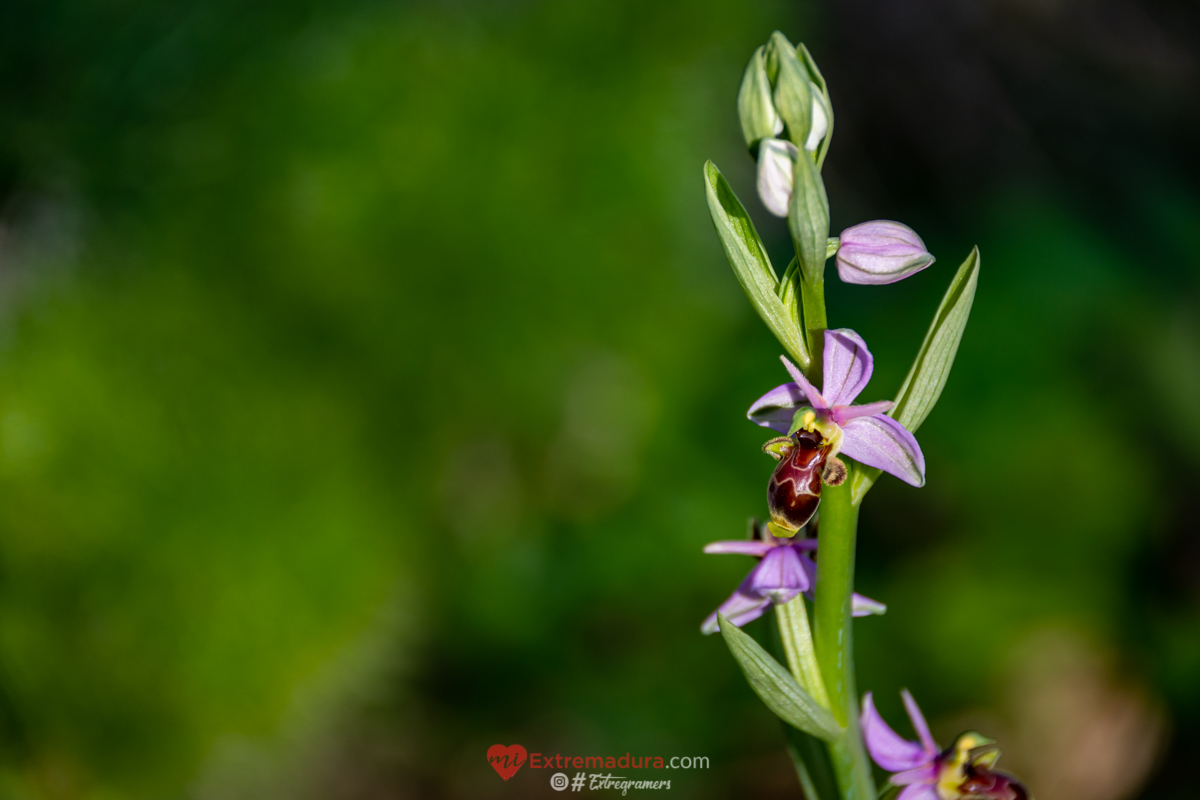 orquideas en alange