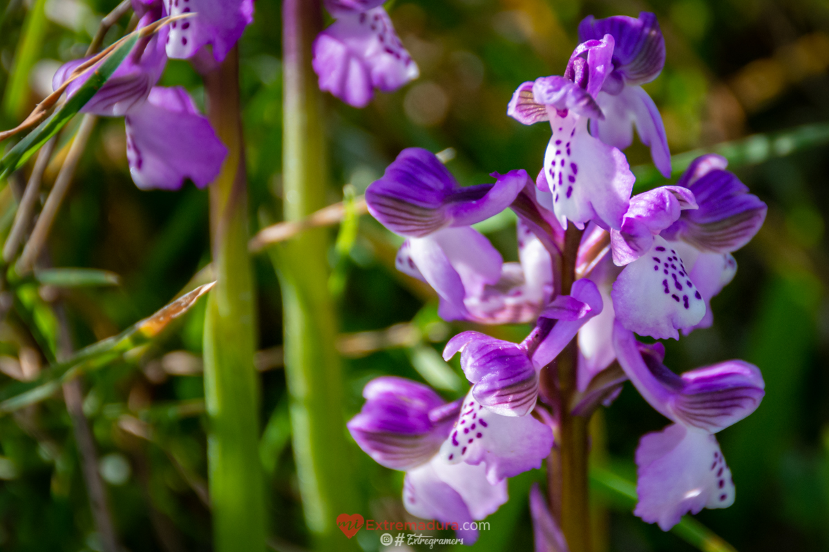 orquideas en alange