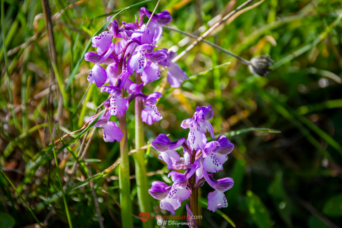 orquideas en alange