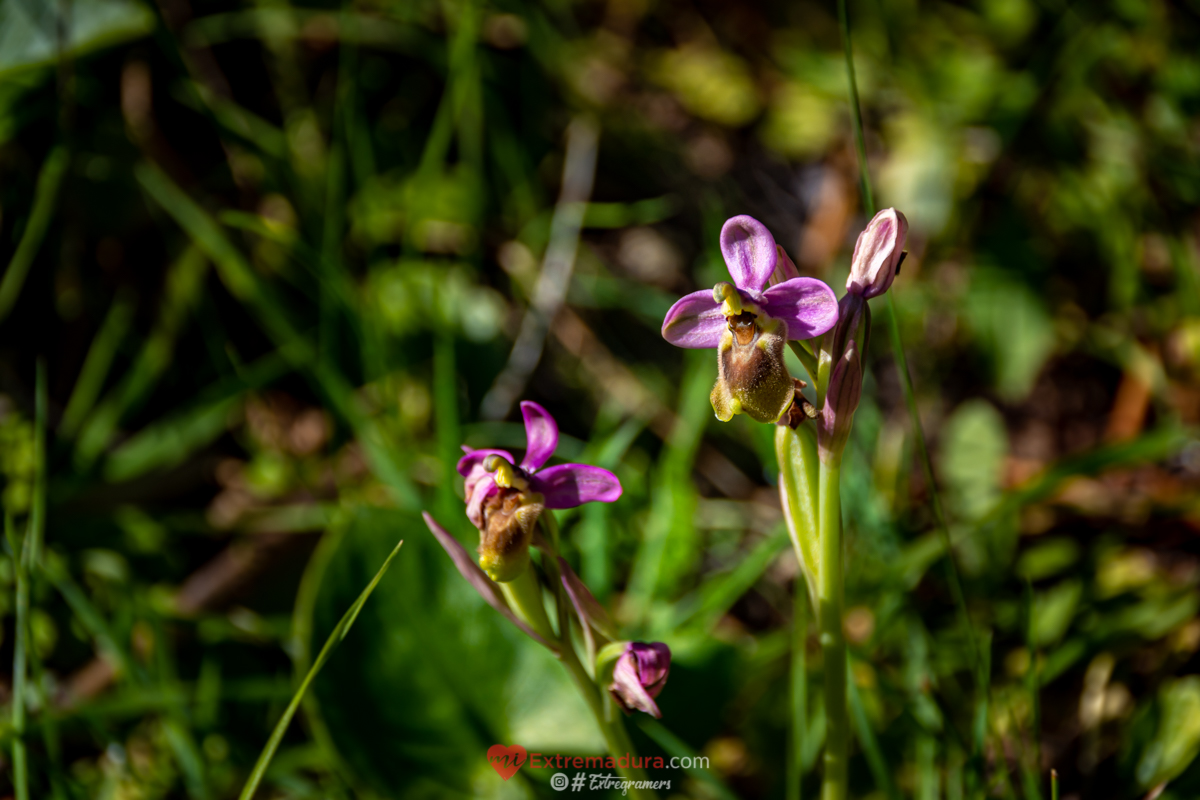 orquideas en alange