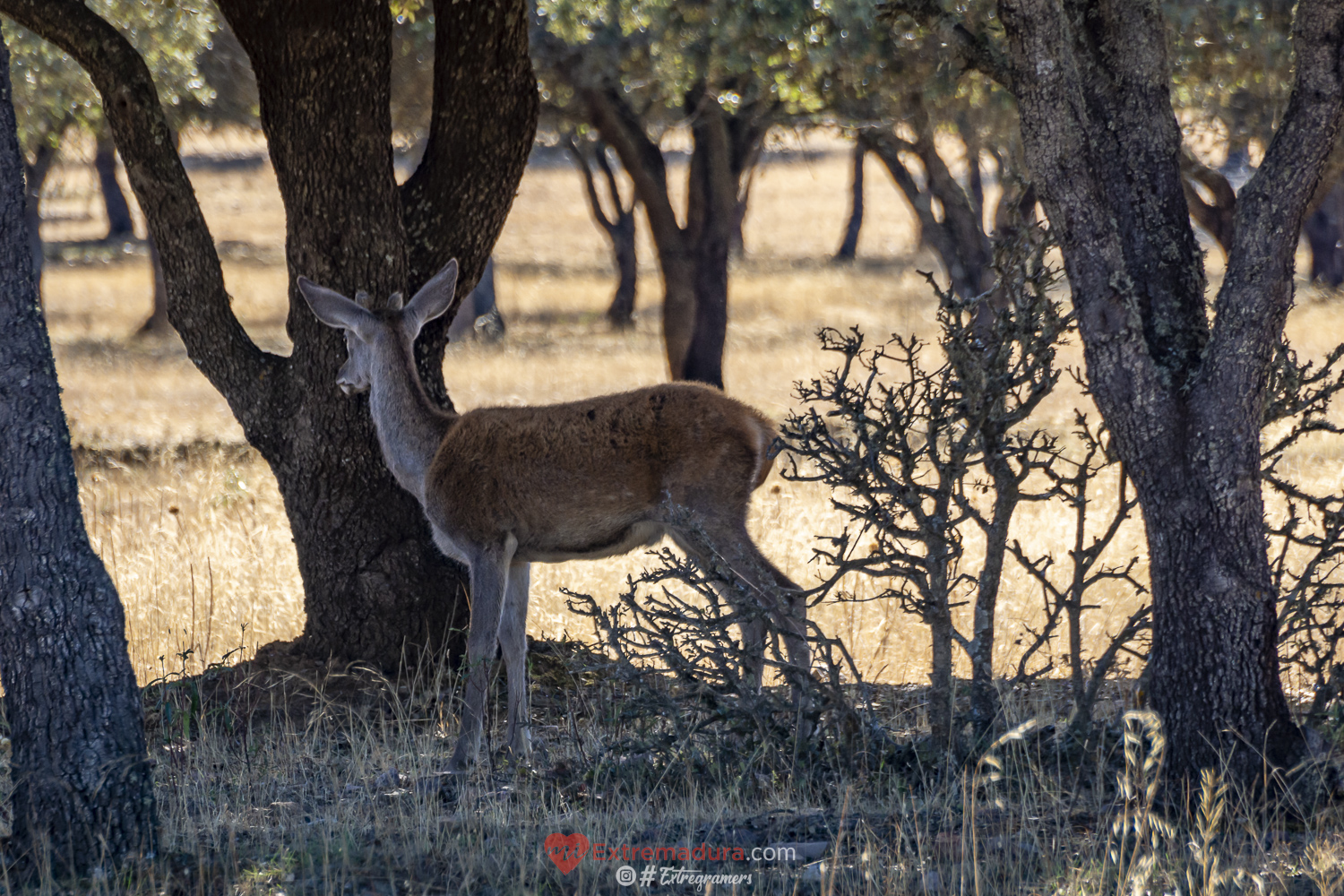 cernunnos