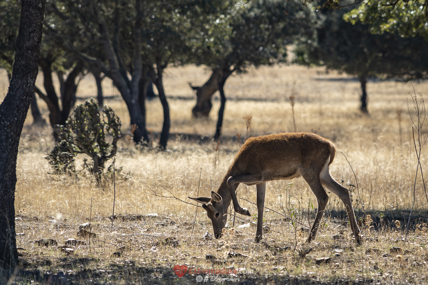 cernunnos