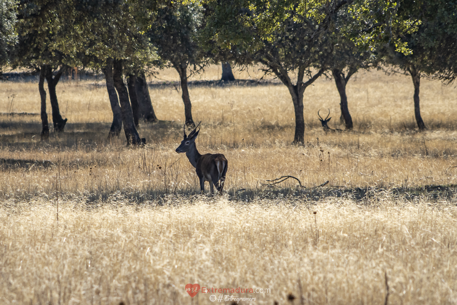 cernunnos