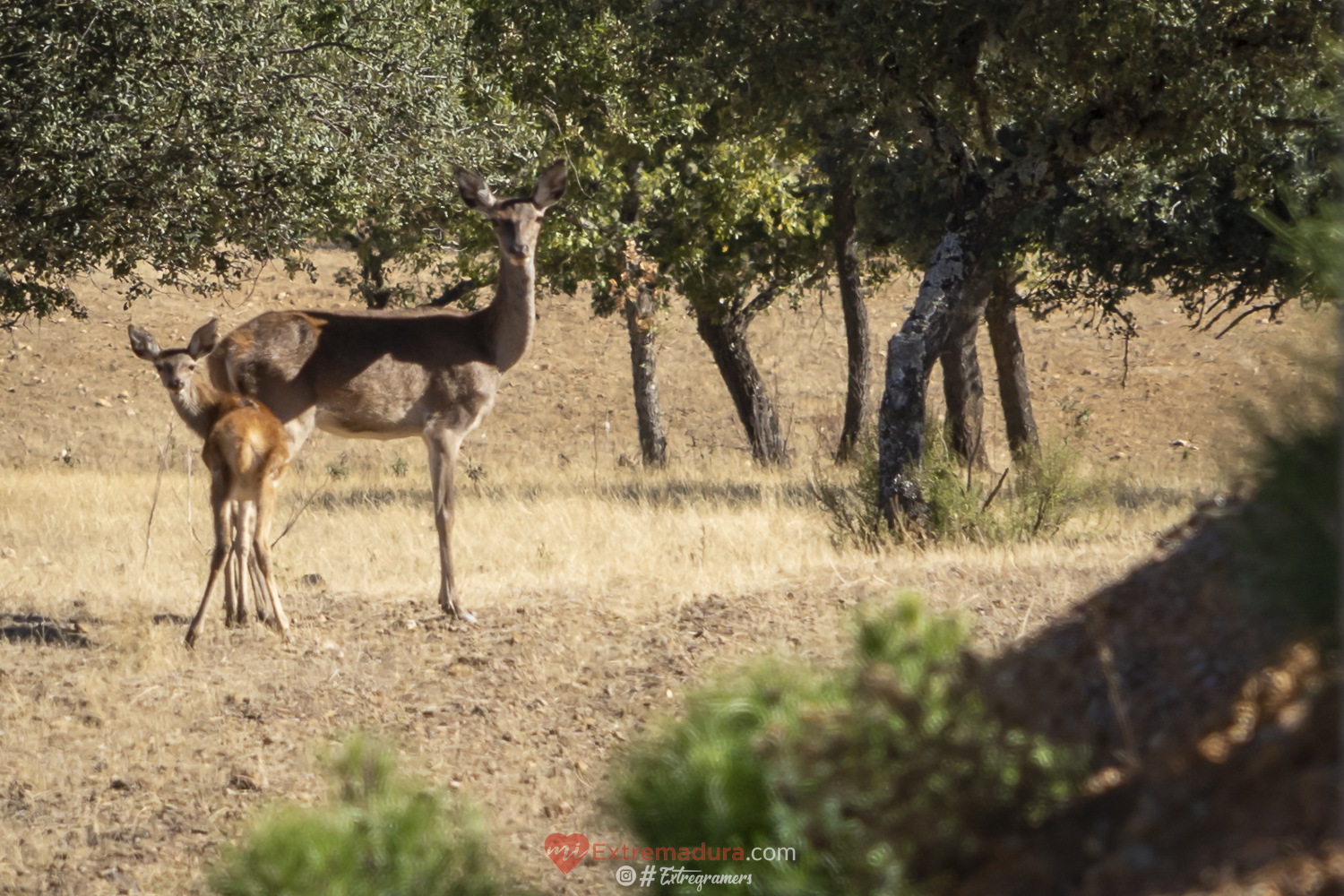 cernunnos