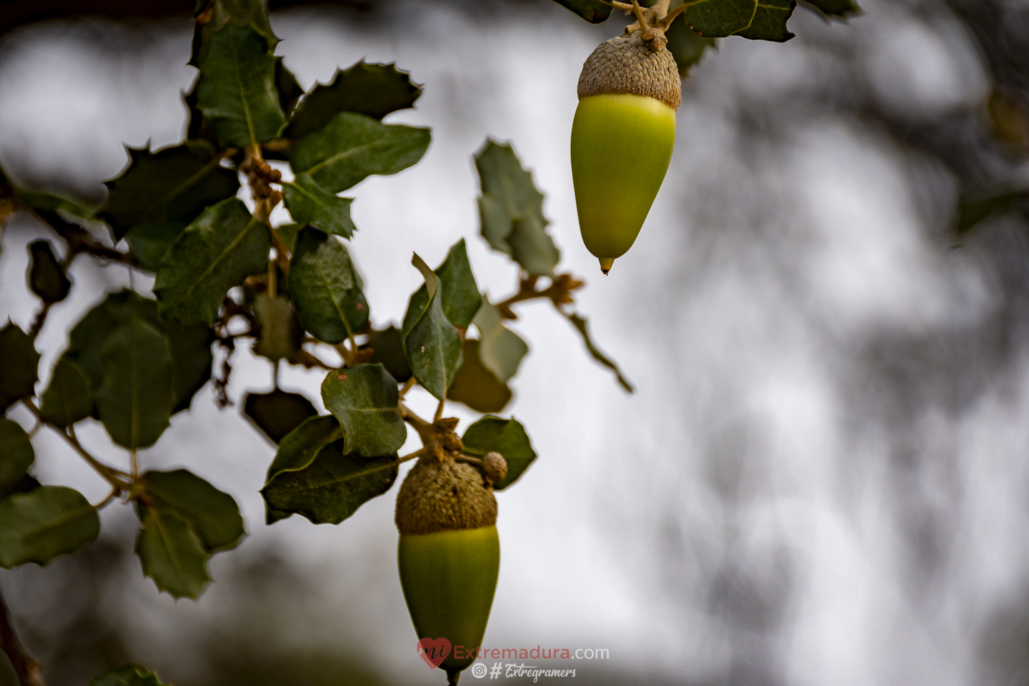 colores de otoño