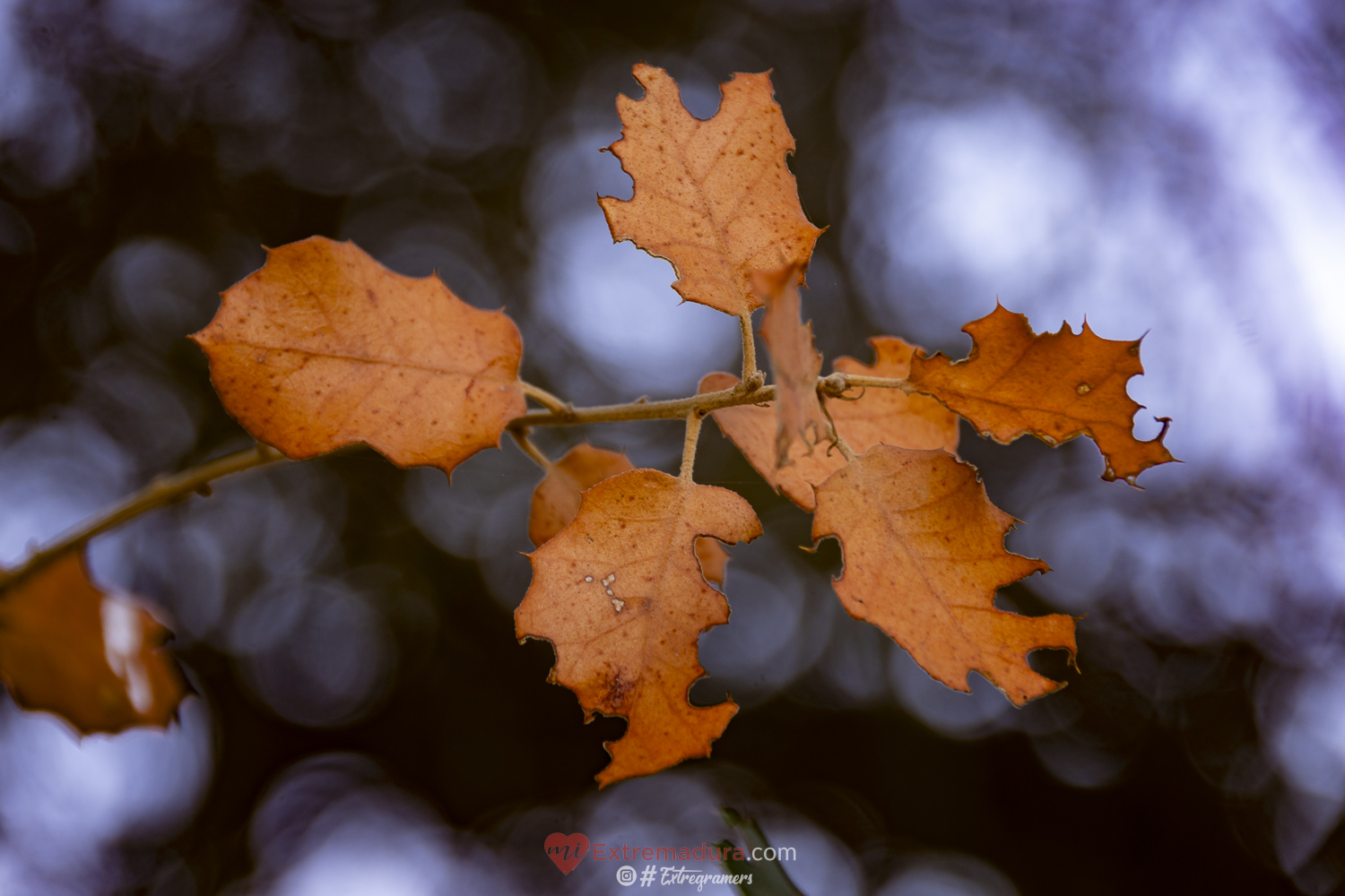 colores de otoño