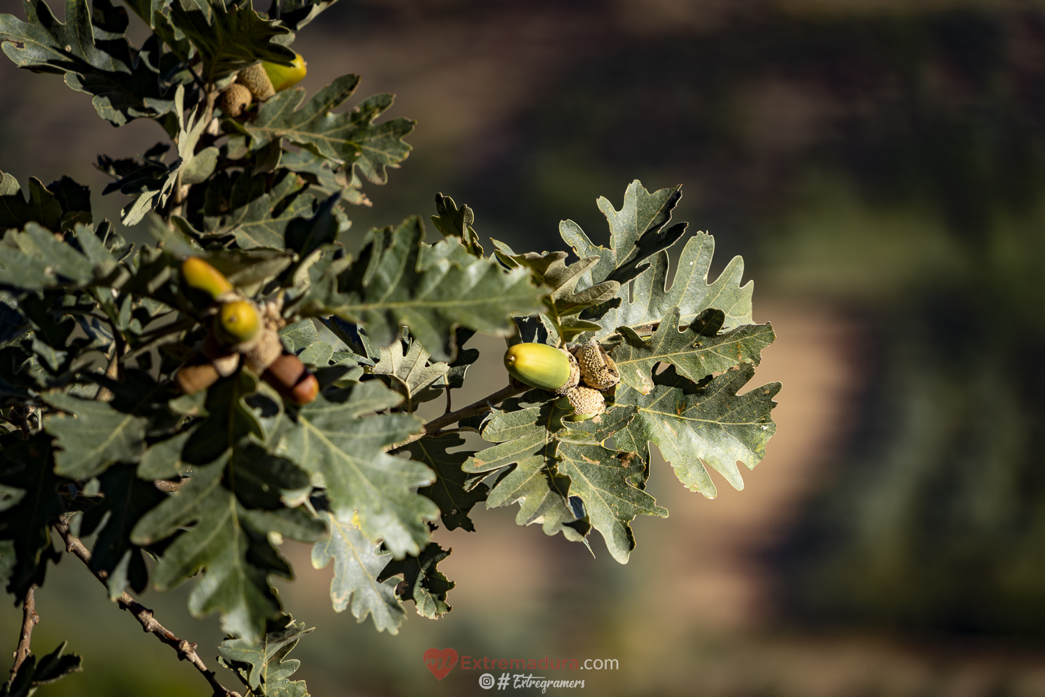 colores de otoño