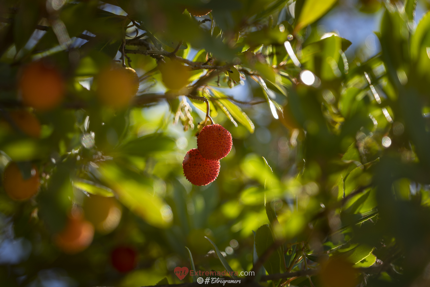 colores de otoño