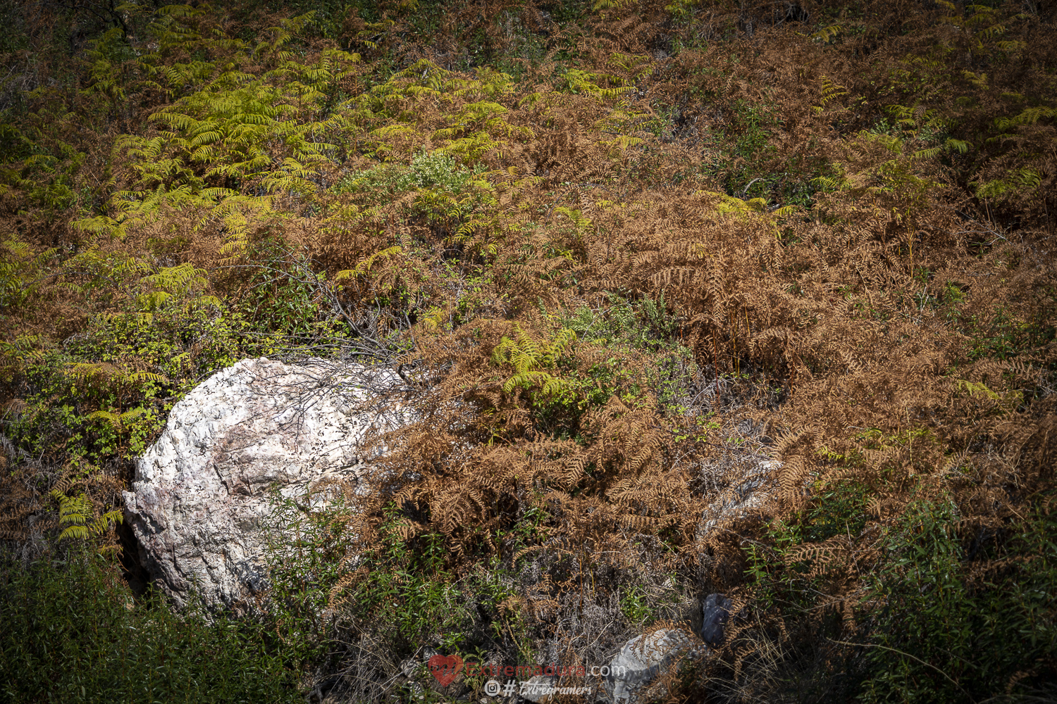 colores de otoño